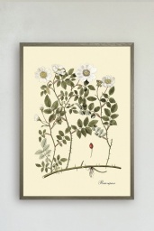 Rosa Repens