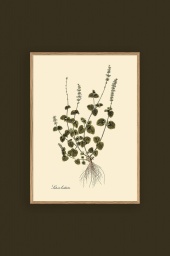 Salvia Bullata 30x40cm