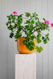 Custa Pot Honey Medium