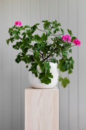 Custa Pot White Medium