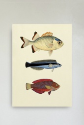 The Fishes Print #3906P