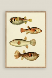 The Fishes Print 50x70cm