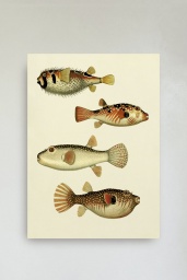 The Fishes Print