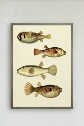 The Fishes Print