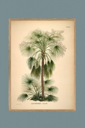 Livistona humilis 70x100cm