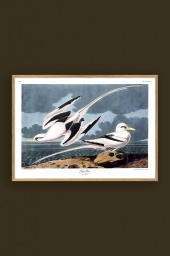 Tropic Bird 50x70cm