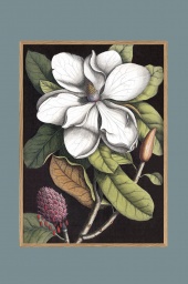 White Magnolia 50x70cm