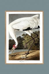 Whooping Crane 50x70cm
