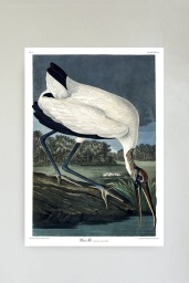 Wood Ibis
