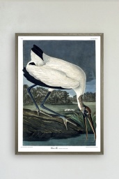 Wood Ibis