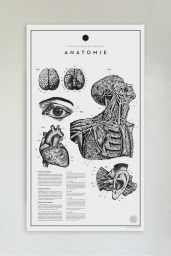Anatomie No. 2