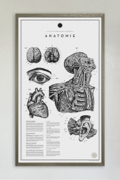 Anatomie No. 2