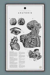Anatomie №.2