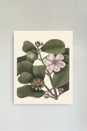 Balsam tree 30x40cm