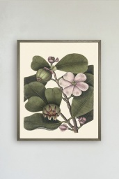 Balsam tree 30x40cm