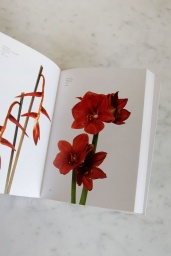 Flower Color Guide