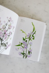 Flower Color Guide