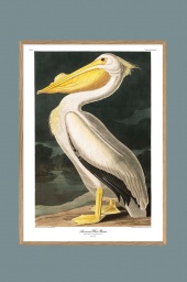 White Pelican 70x100cm