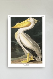 White Pelican