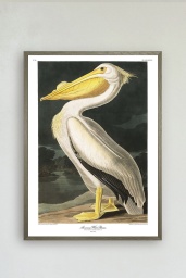 White Pelican