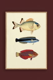The Fishes Print #3906P 50x70cm