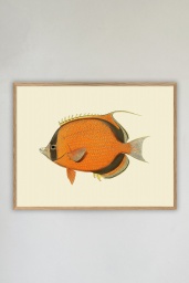 Ninja Fish