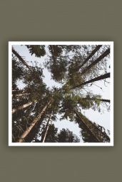 Trees 100x100cm