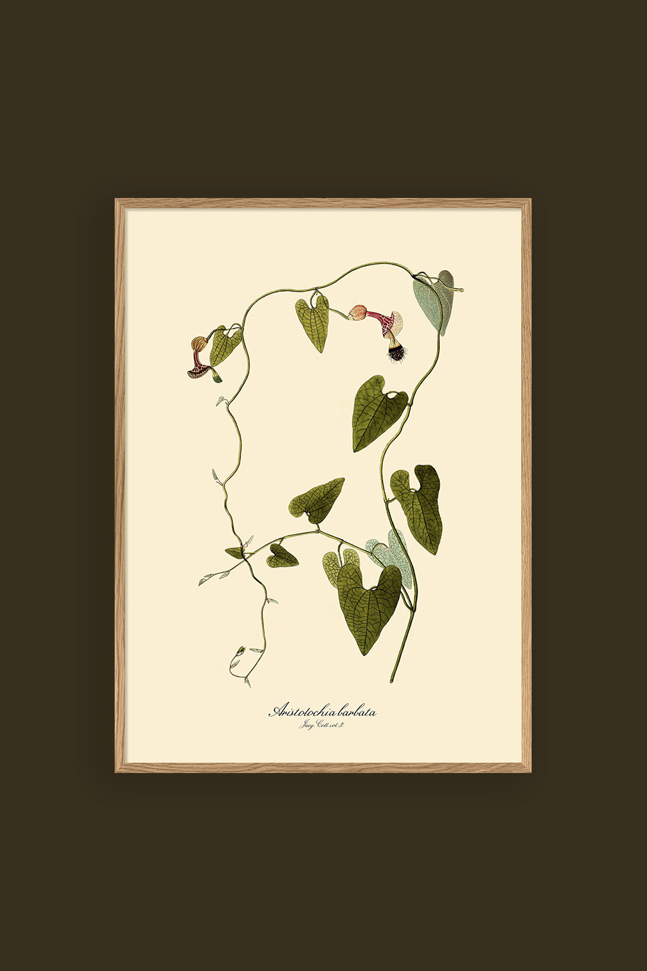 Aristolochia Babata 30x40cm