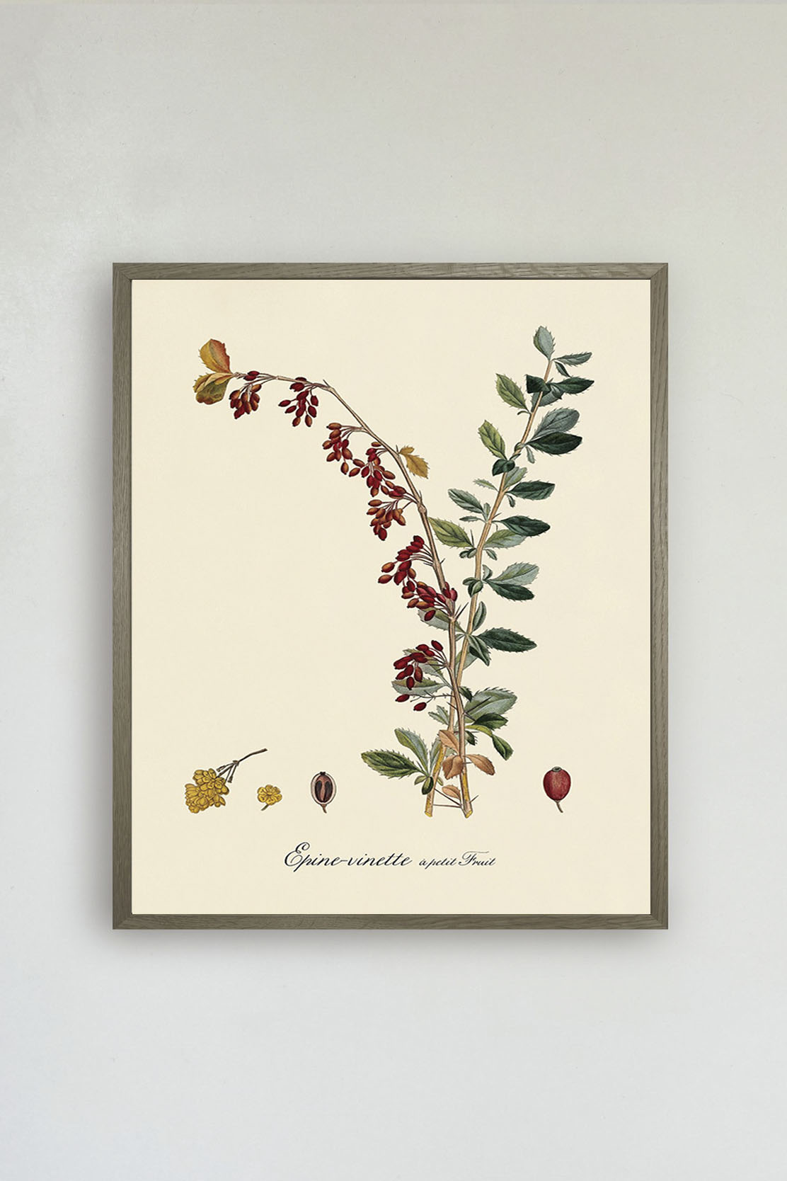 Epine Vinette