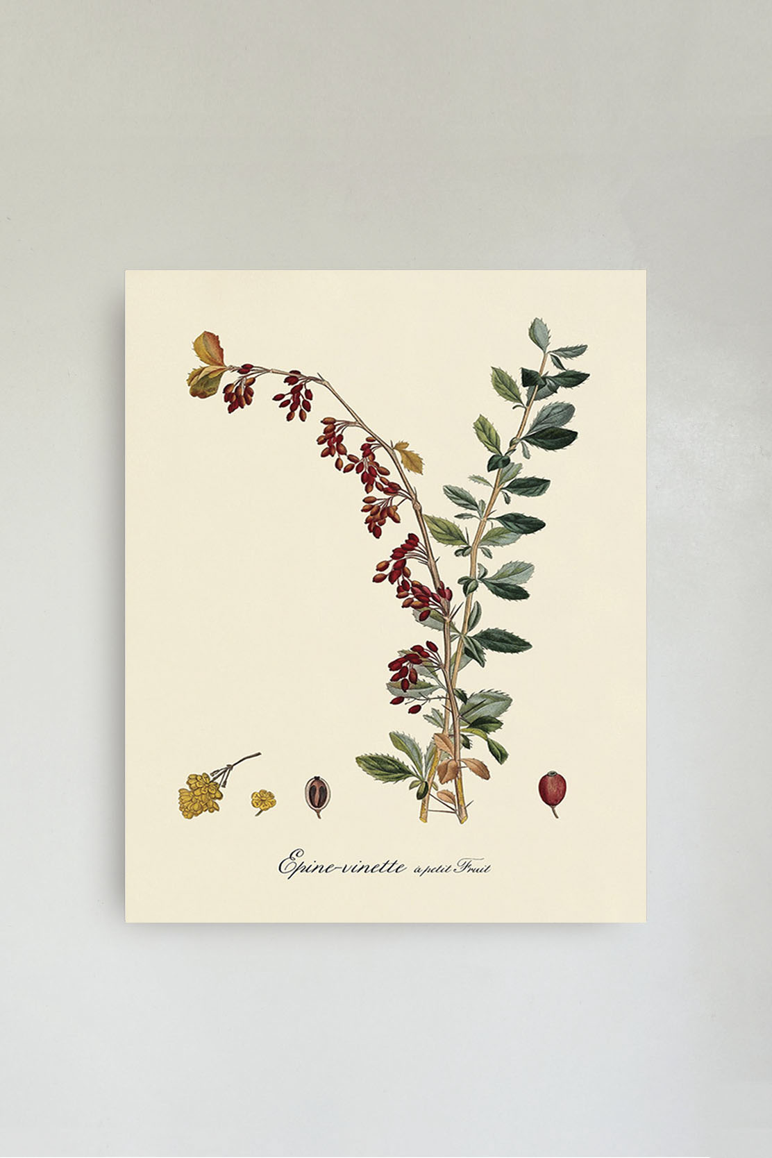 Epine Vinette