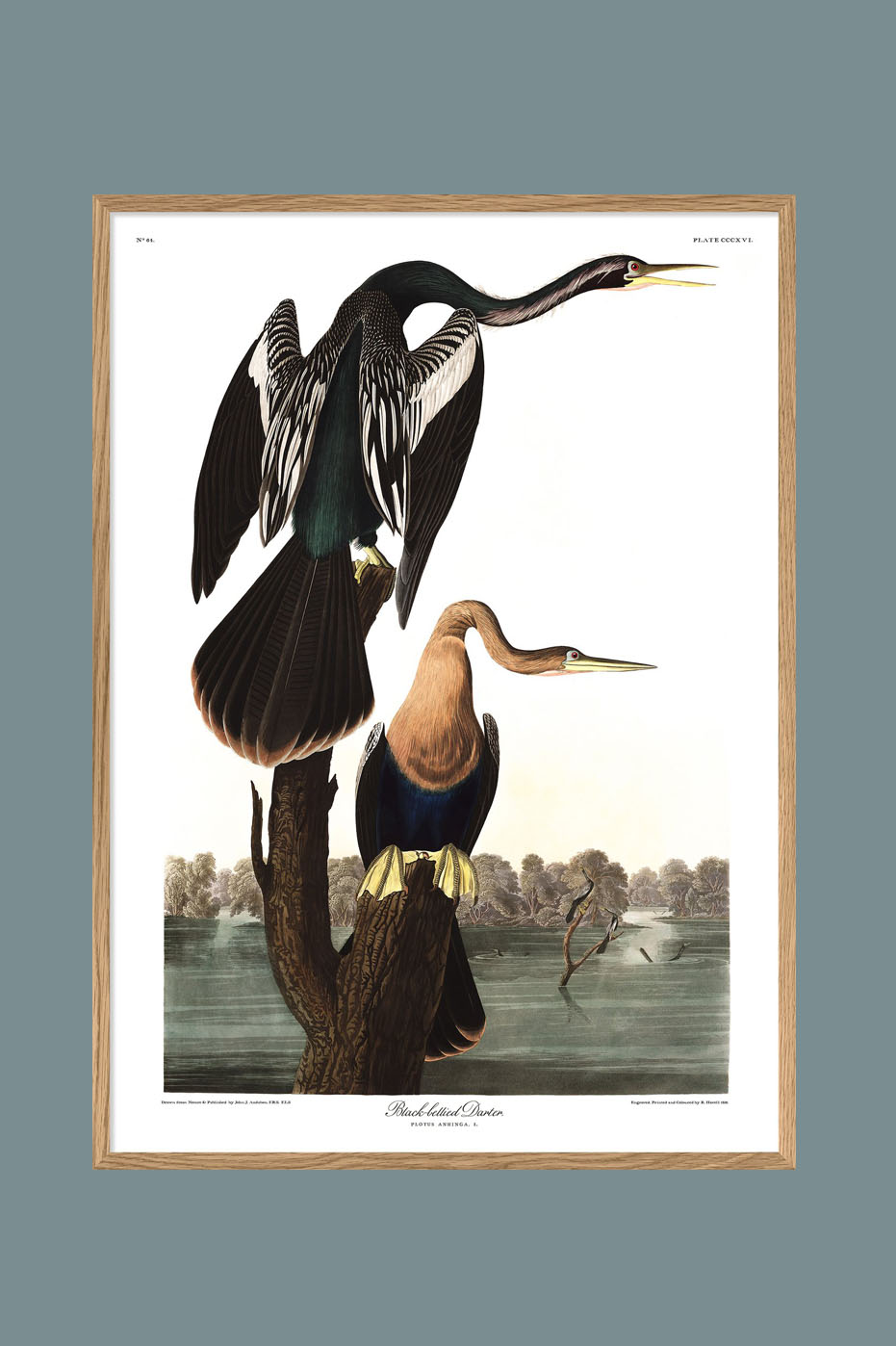 Black-bellied Darter 70x100cm