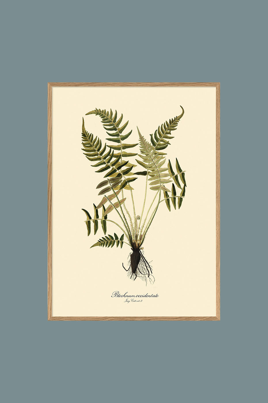 Blechnum Occidentale 30x40cm