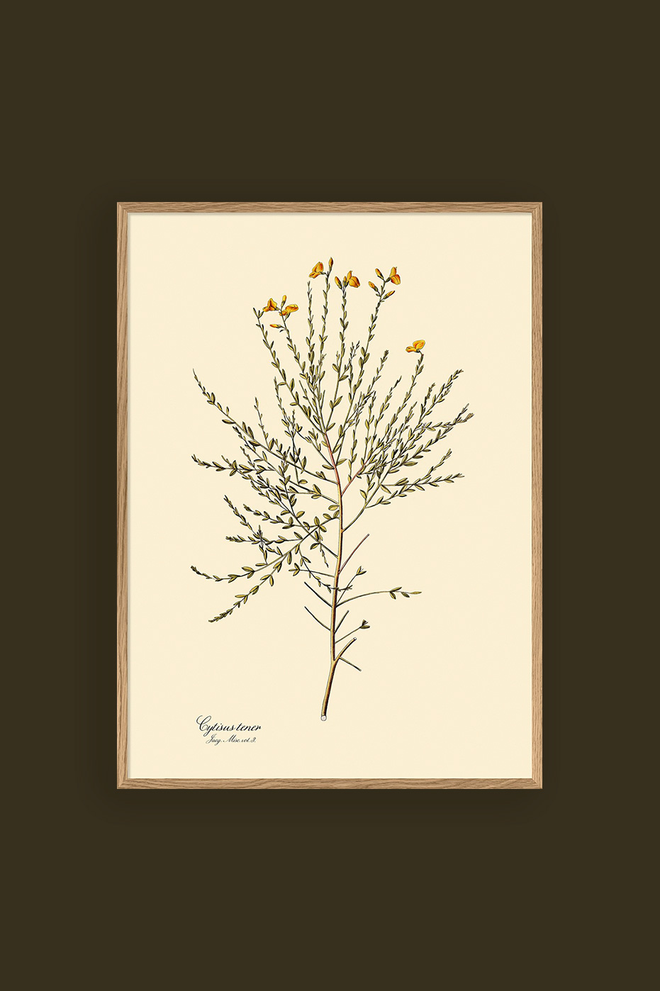 Cytisus Tener 30x40cm