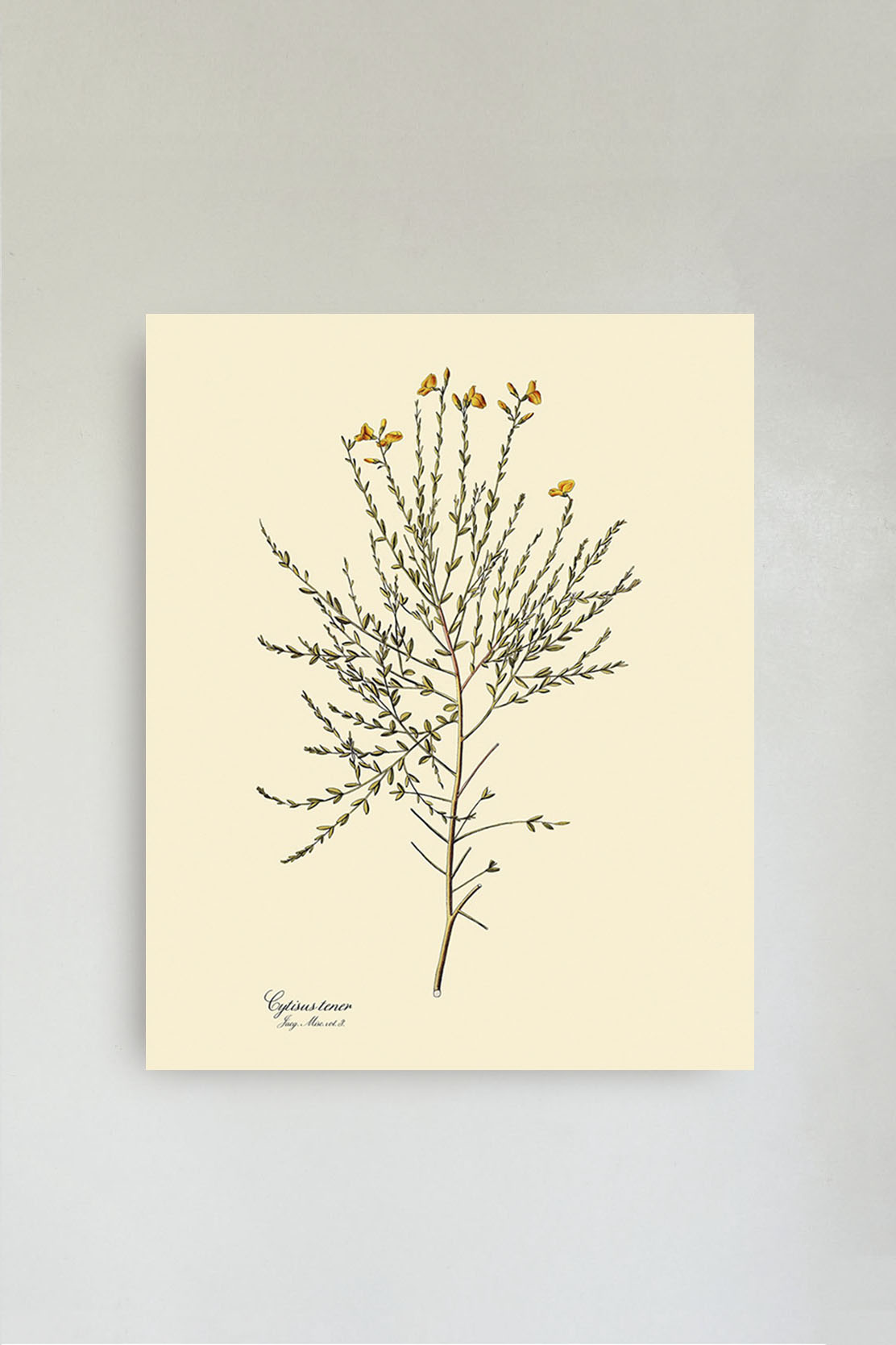 Cytisus Tener