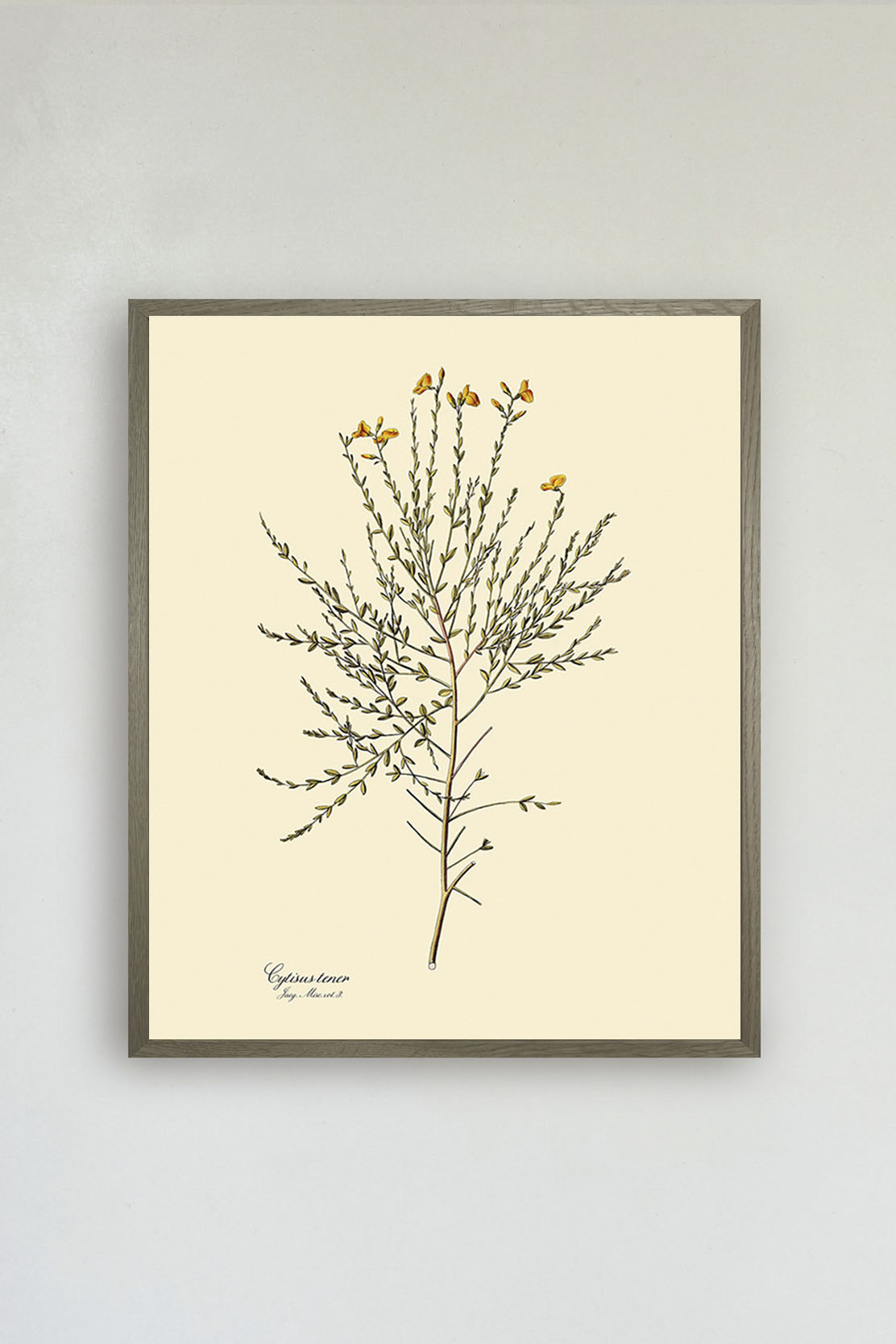 Cytisus Tener