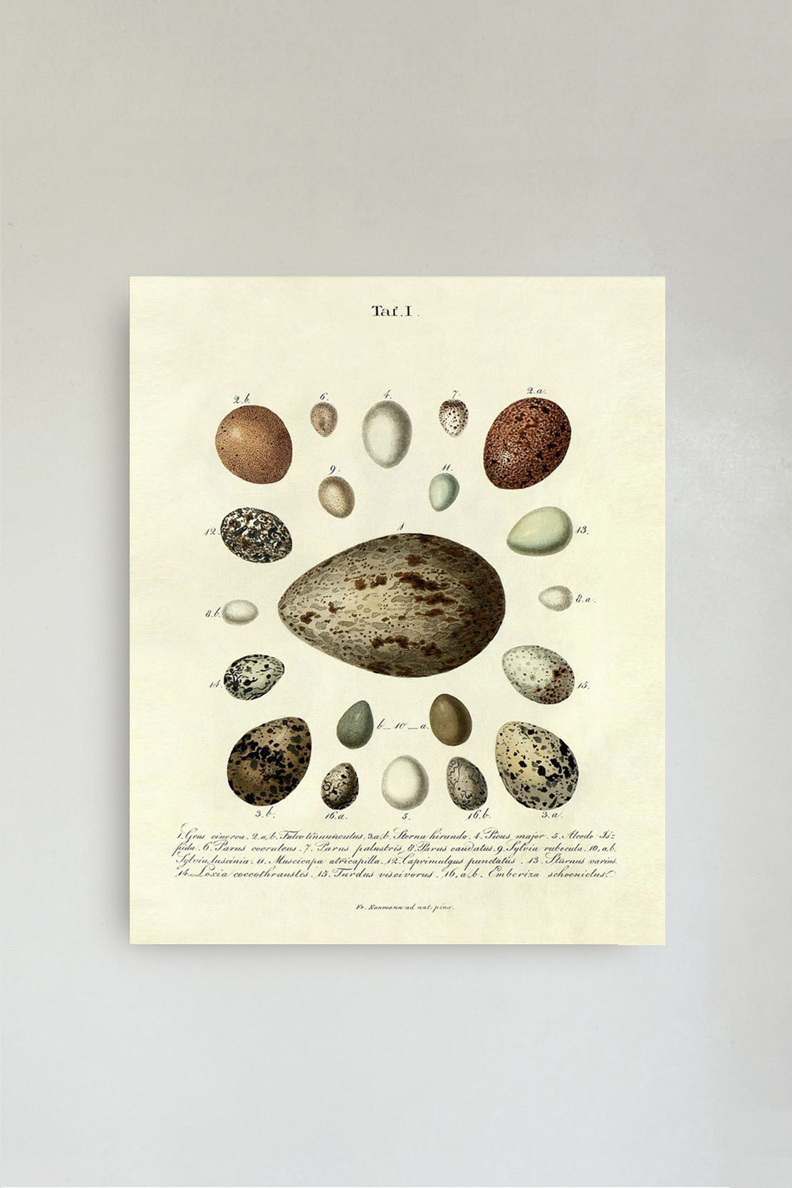 The Eggs Print No.2