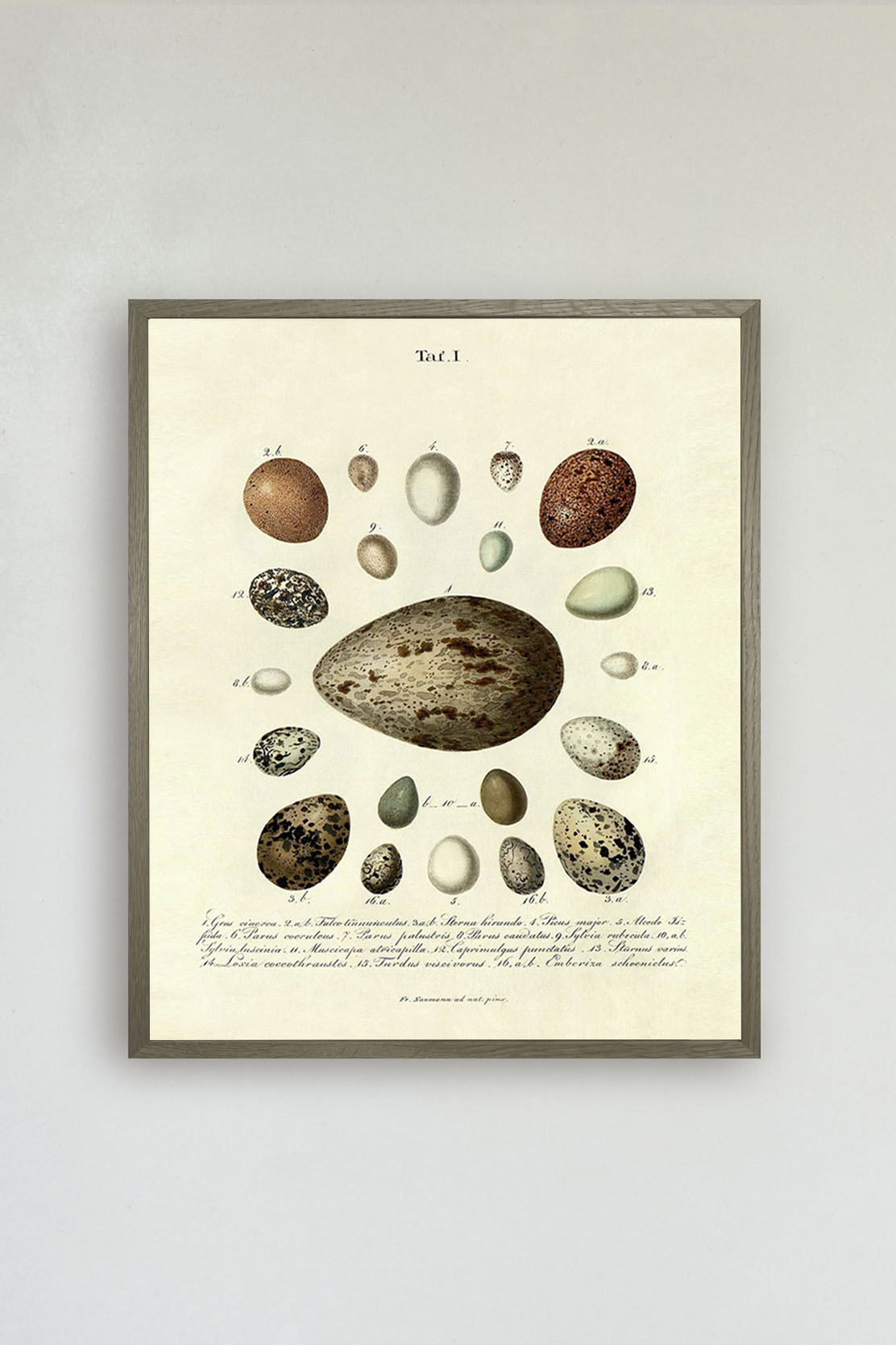 The Eggs Print No.2