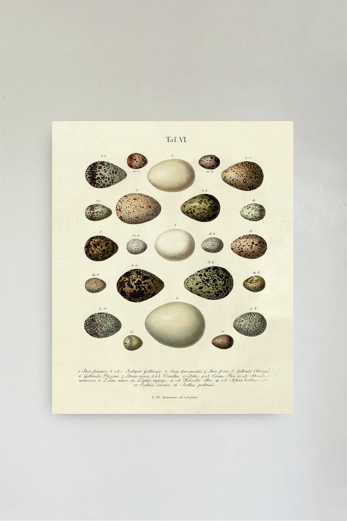 The Eggs Print No.1