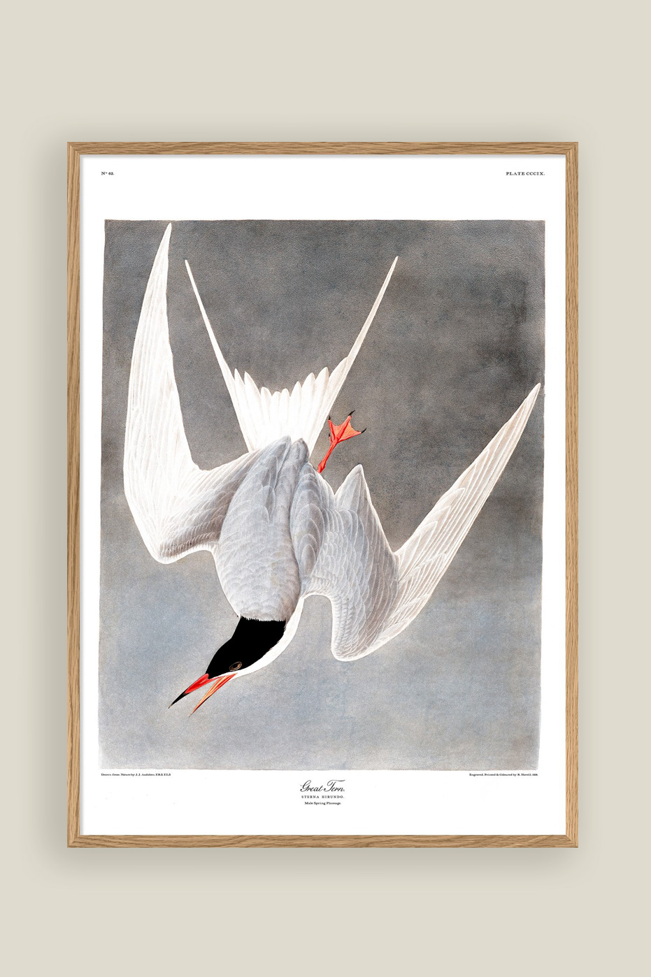 Great Tern Print 50x70 cm
