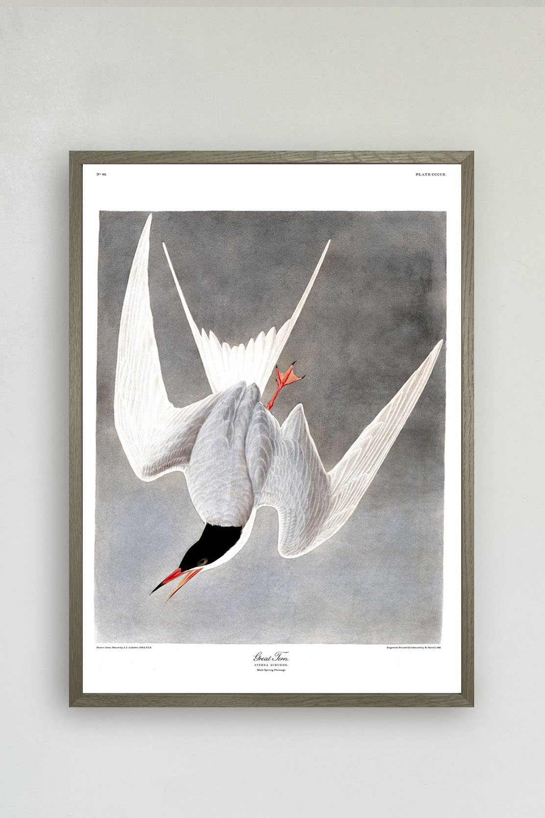 Great Tern Print