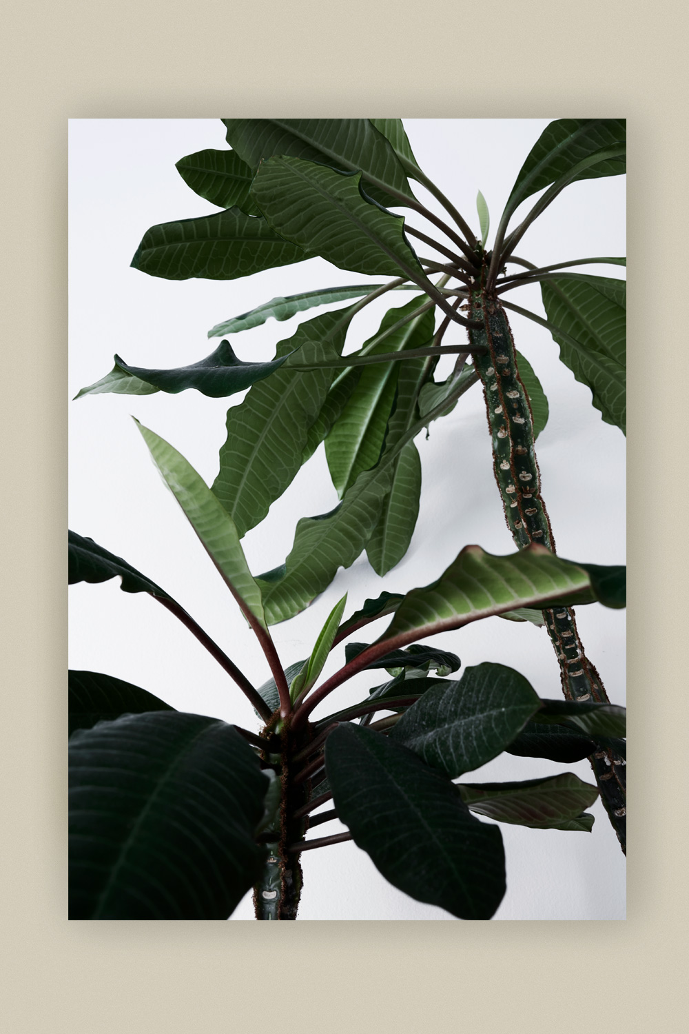 Green Home Book