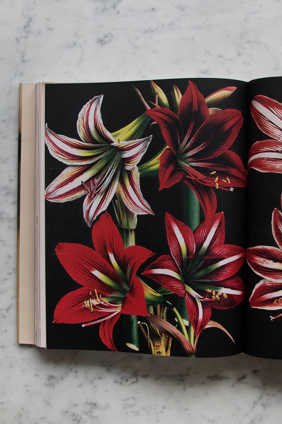 John Derian Picture Book