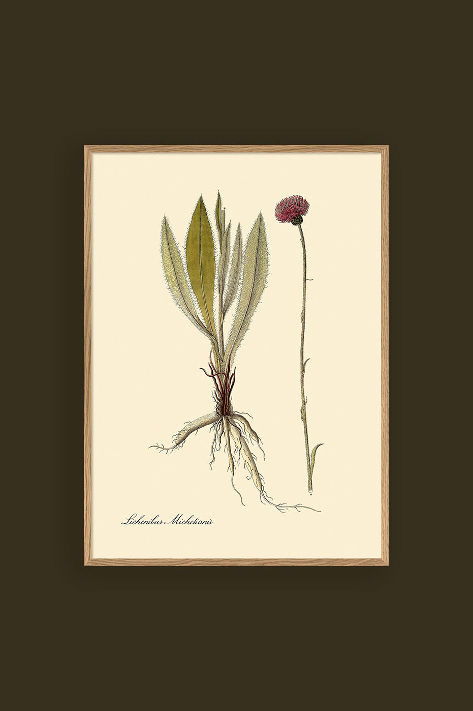Lichenibus Michelianis 30x40cm