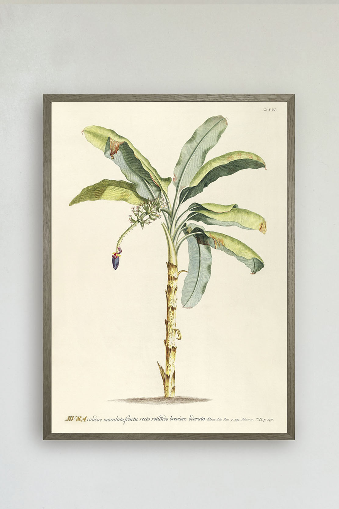 Musa Botanical