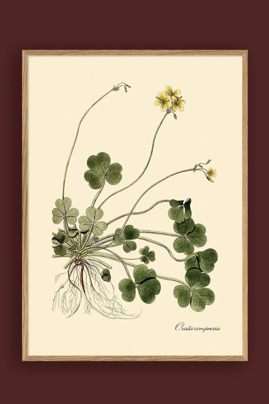 Oxalis Compressa Print 70x100cm