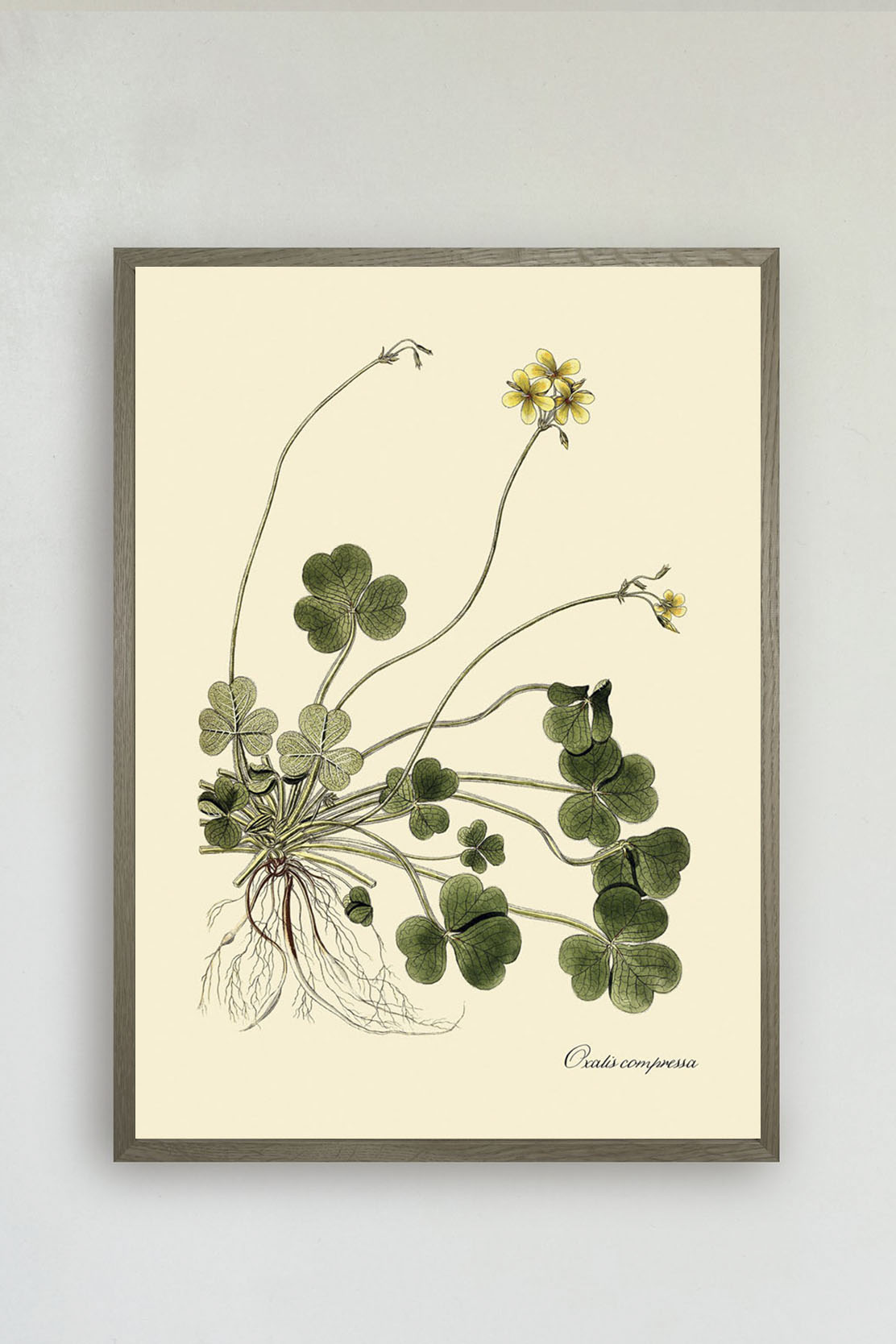 Oxalis Compressa
