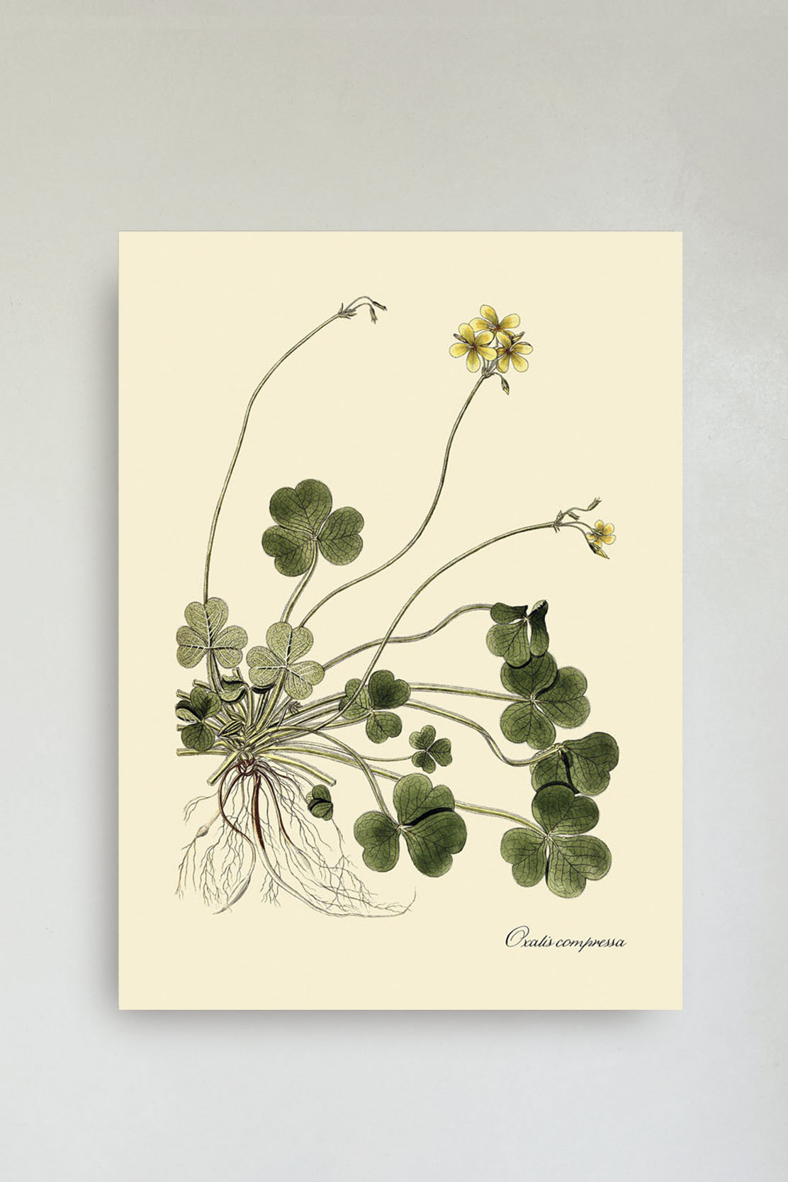 Oxalis Compressa