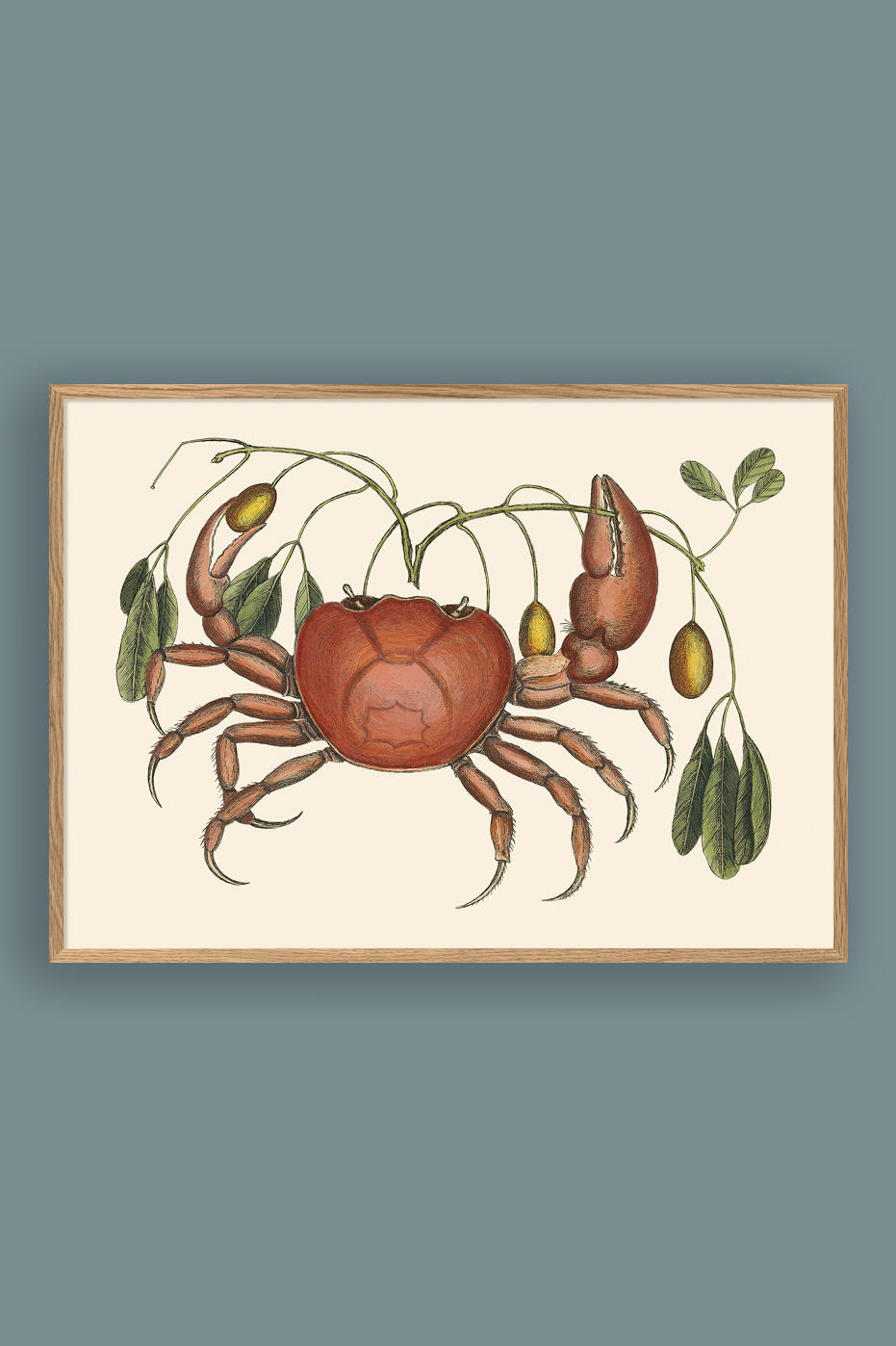 Crab And Tapia Branch 50x70cm