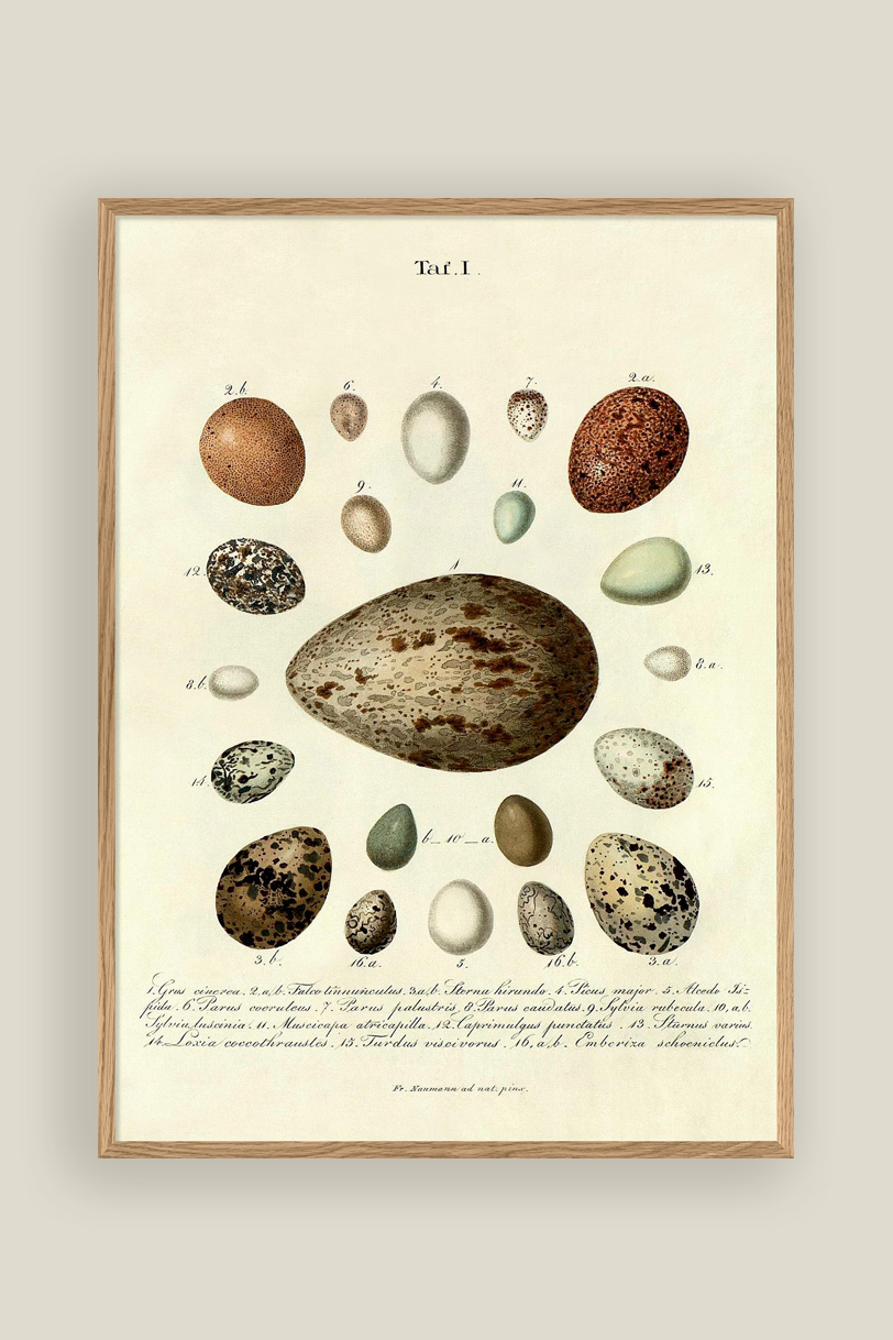 The Eggs Print No.2 30x40cm