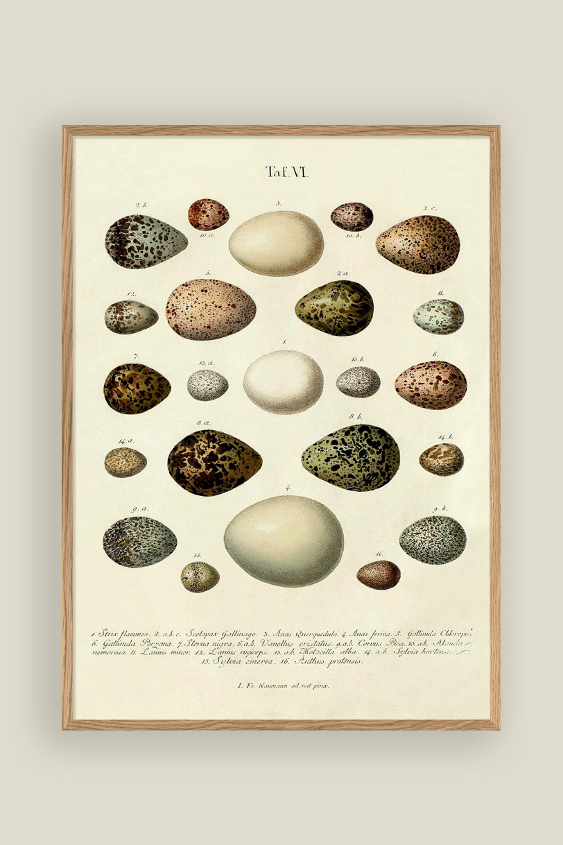 The Eggs Print No.1 30x40cm
